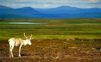 DAS WEISSE CARIBOU    MYTHOS DER ARKTISCHEN V�LKER