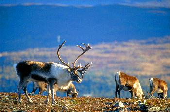 HERBST  IN  DER  TUNDRA