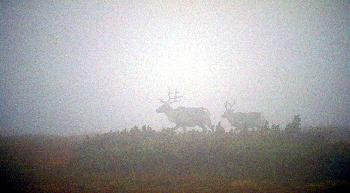 CARIBOUS   IM   HERBSTLICHEN   MORGENNEBEL