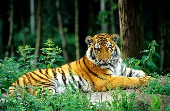 SIBIRISCHER  TIGER    AUCH AMUR  TIGER      WILD & CONTROLLED