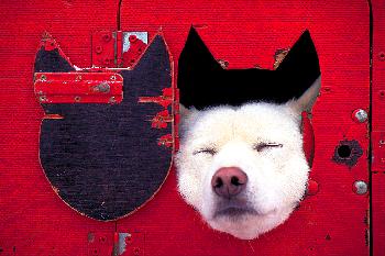 ORIGINELLES  HUSKY  HAUS