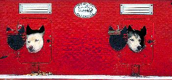 ORIGINELLES  HUSKY  HAUS