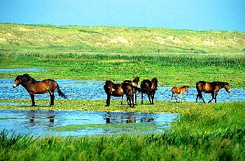 AM SEE HINTER DEN D�NEN F�HLEN SIE SICH AM WOHLSTEN