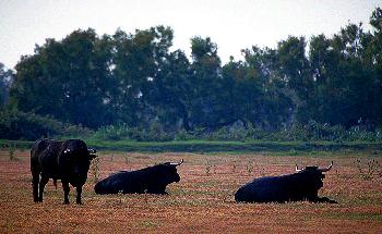 WILD  SCHWARZ  UND  GEF�HRLICH