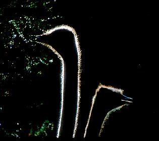 LAUFVOGEL STRAUSS KEIN EINGRIFF   