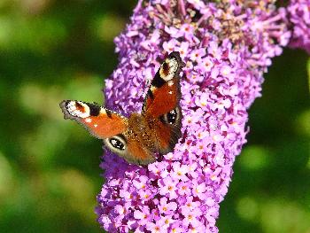 Beim Mittagstisch ...