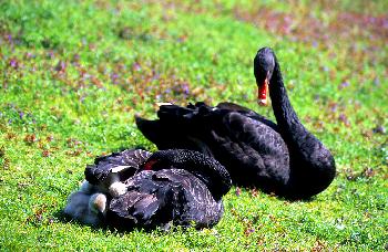 SCHWARZSCHWANENPAAR MIT IHREN BABYS SCHWINGENSCHUTZ IN DER HEISSEN SONNE