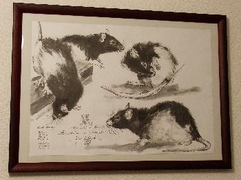 Zeichnung von Broscha nach Fotomotiven