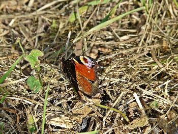 Letzte Sonnentage ...