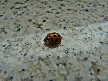 Ob er wohl im Haus �berwintern will?