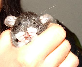 Ginnie am N�schenputzen