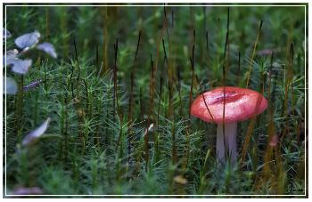 Blutt�ubling im Moos