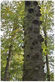 Baumschwamm  Sammlung