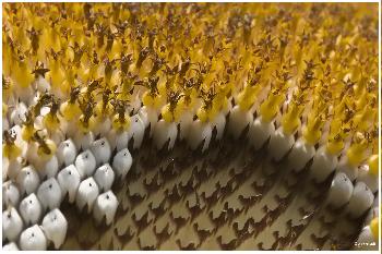 Sonnenblume im Detail betrachtet