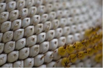 Sunflower Closeup 3888 x 2592