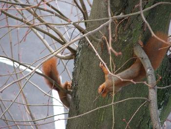 Tanz der Eichhrnchen