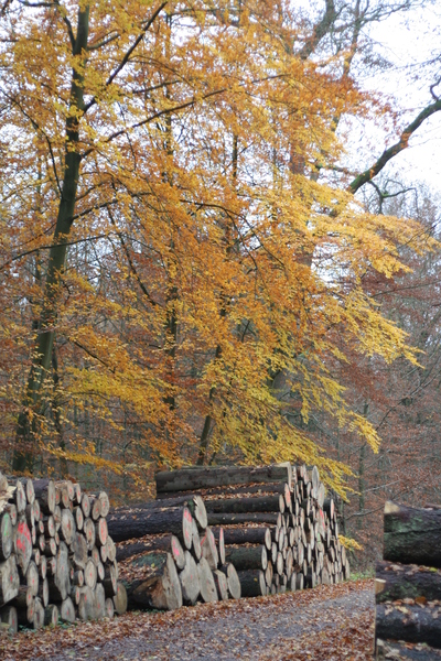 Sachsenwald im Herbst