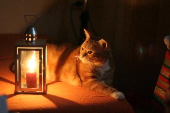 Katzenromantik Part1 (Digga)