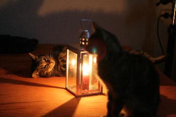 Katzenromantik Part2 (Poki & Canny v.l.n.r.)