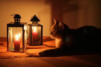 Katzenromantik Part3 (Digga)