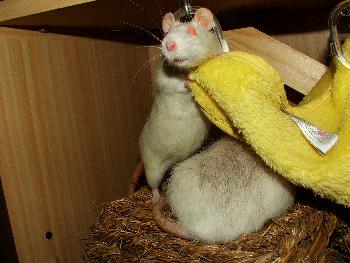 Tamiflu - hauptsache der Kopf passt durch