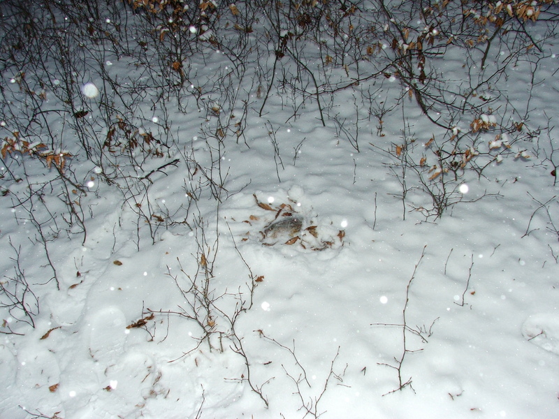 Broschas Steinchen im warmen Schneebettchen (Winter 2009) 2