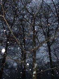 Schneefall in Broschas Wald