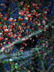 Wer versteckt sich da?