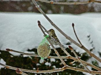 Gr�nling-Damen m�gen auch Meisenkn�del ...