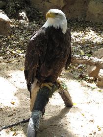 Weikopfseeadler (Dschungelpark)