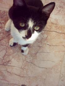 owlet: Ktzchen in der Trkei