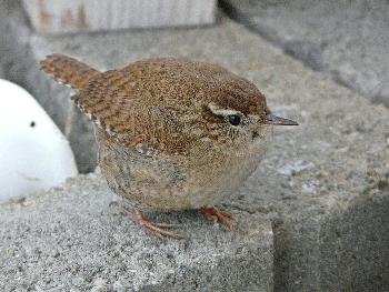 Kleiner Besucher ...