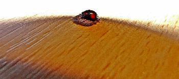 .oO  Soll ich fliegen oder nicht?