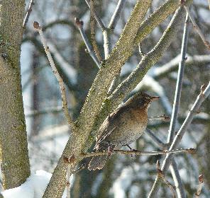 Anpeilung des Vogelh�uschens ...