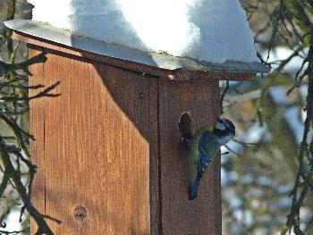 Vorab-Check des zuk�nftigen Brut-Quartiers ...