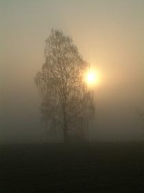 Birke im Nebel