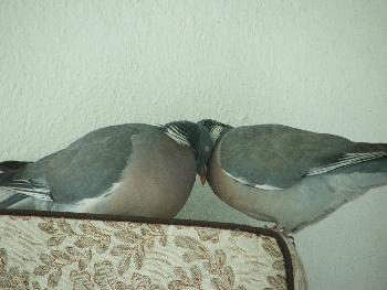 Liebe ist berall