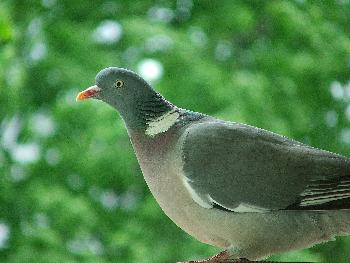 Portrait einer Taube