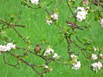 *Ich sing Dir ein kleines Liebeslied*