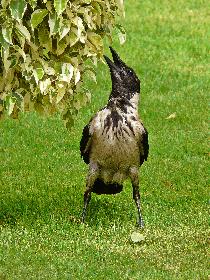 Immer auf Futtersuche ...