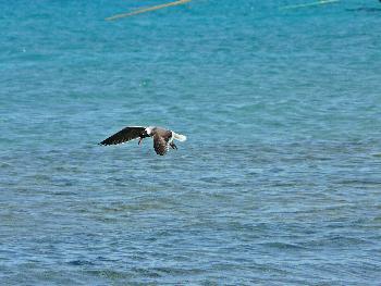 Wo ist denn nun der Fisch?
