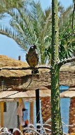 Kleiner Greifvogel ...