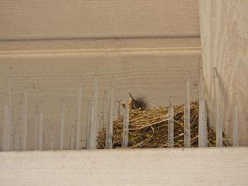 Frisch geschl�pft ...