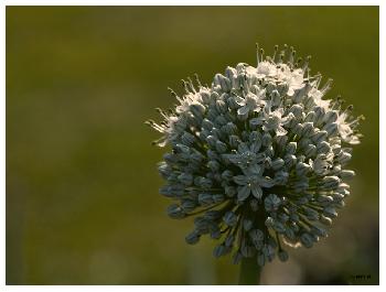 Zwiebelbl�te in der Abendsonne