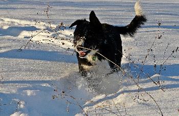 Im Schnee tollen!