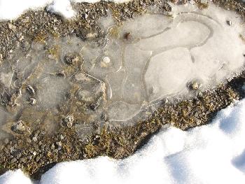 Ice-Art - oder was K�lte aus einer Pf�tze macht