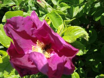 Kanisfluh: Rose