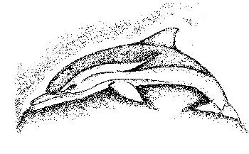 Delphin