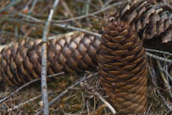 Tannenzapfen