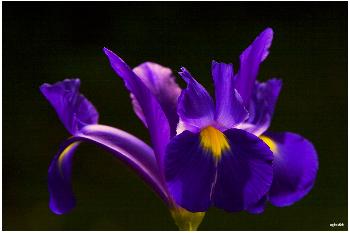 Night Flower